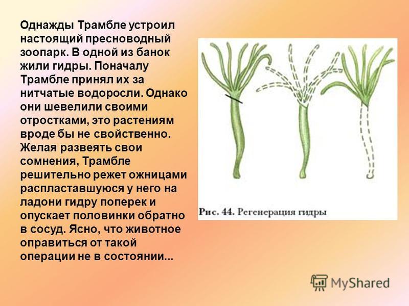 Kraken 12 at сайт