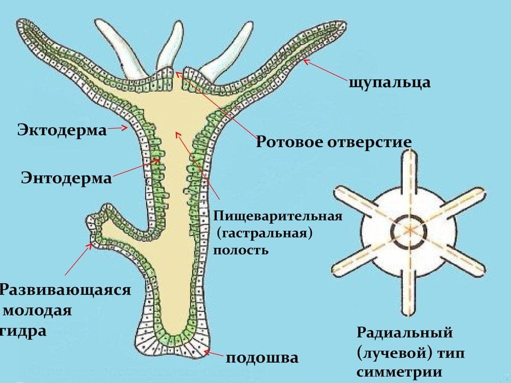 Kraken пользователь не найден при входе