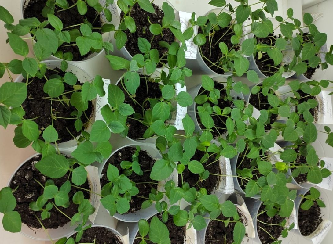 Гуара на новых просторах: как Западная Сибирь превращается в перспективный регион для сельского хозяйства