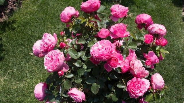 Осеннее черенкование роз: как получить кусты из обрезки без теплицы