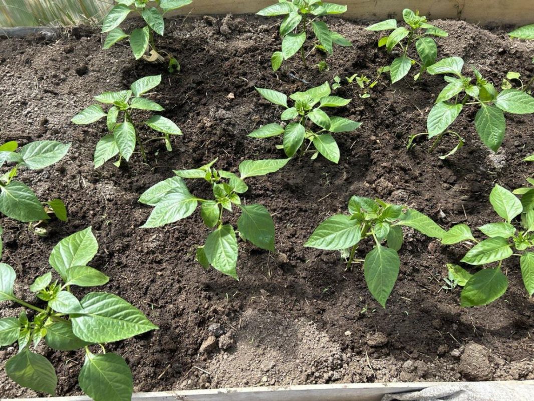 ��� ����������, ��� ��������� ������� ���� �������: 5 ��������������� ���������