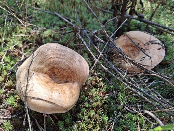 ������� �������� ����� �� ��������