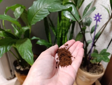 Кофейная гуща: секрет здоровья ваших растений