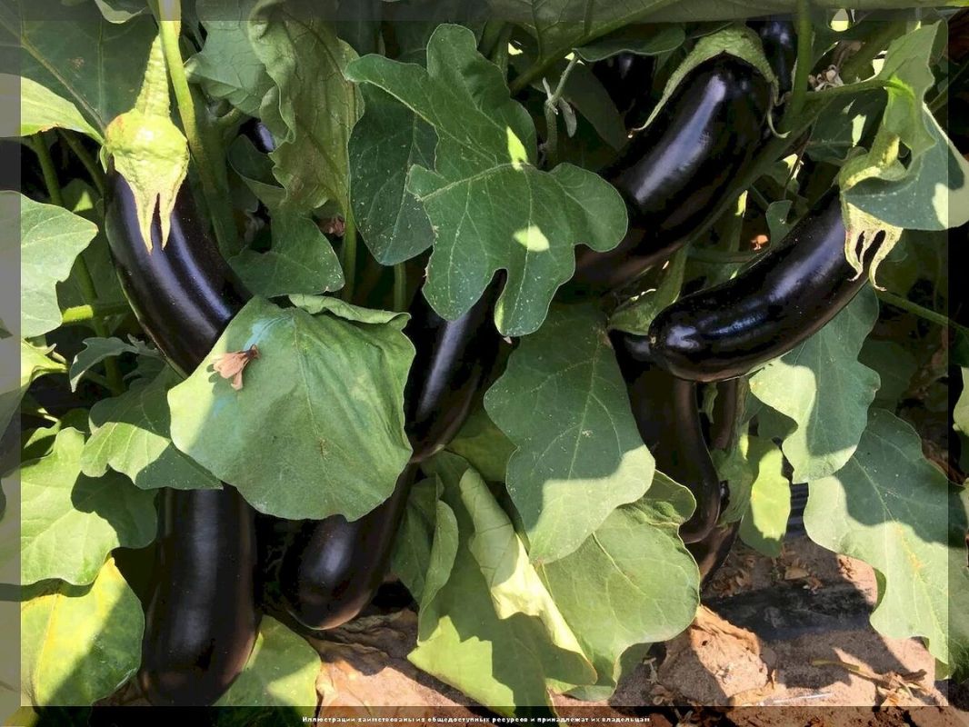 � ����� ������ ����� � � ������ ��������