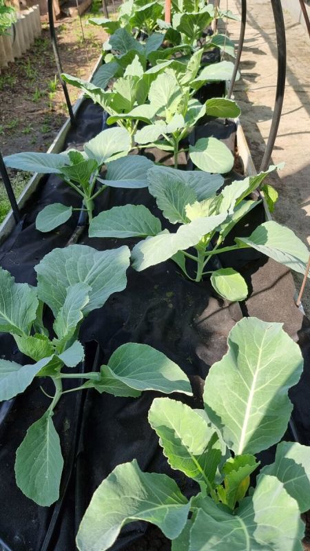 ��� �������� ���������� ������ ������� � ������ ������ ���