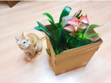 ������ ������� ��� ������� ����: ���� ����� �������� � ���