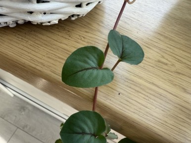 Вербейник: три вида с уникальным характером и секретами ухода