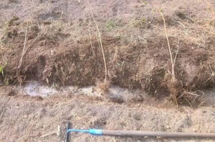 ����������� ����������: ������� ��������� ����