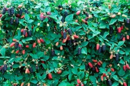 Ежевика Карака Блэк: секреты успешного выращивания и необычные особенности