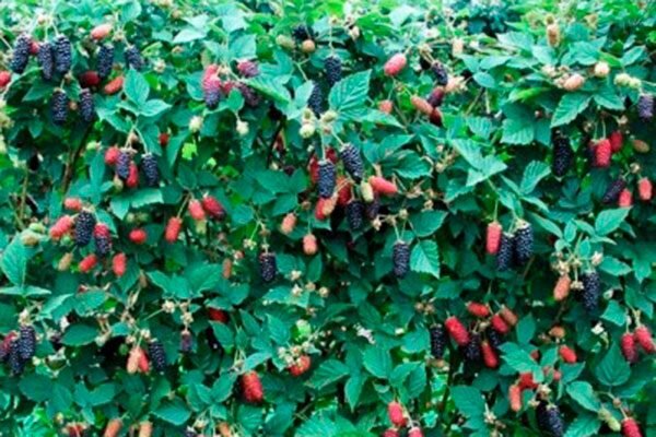 Ежевика Карака Блэк: секреты успешного выращивания и необычные особенности