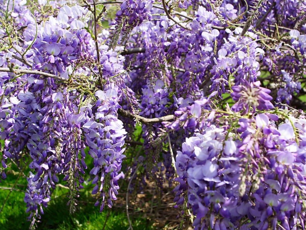 ��� ������� ����������� ����� ��� ������ ����: ������ � ������������