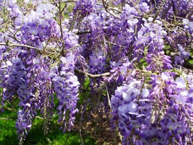 Как выбрать зимостойкие лианы для вашего сада: советы и рекомендации