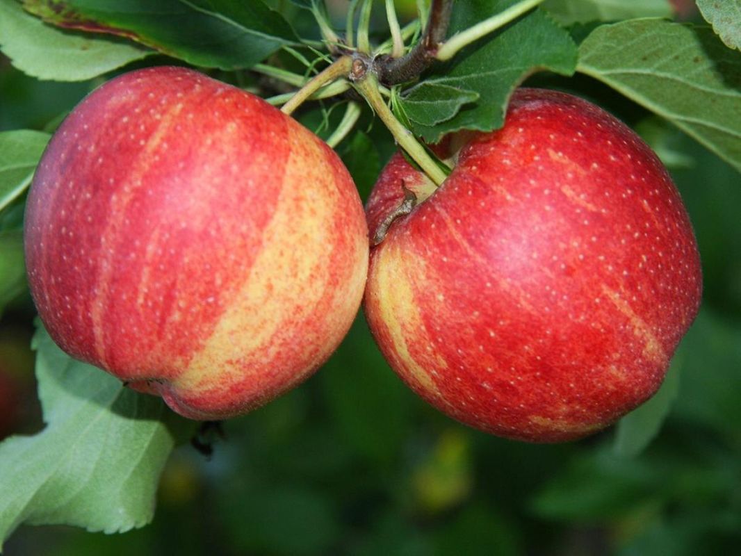 ������ ������ ������ � �������� �� ������ �������?