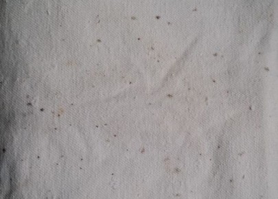 Как избавиться от плесени на одежде