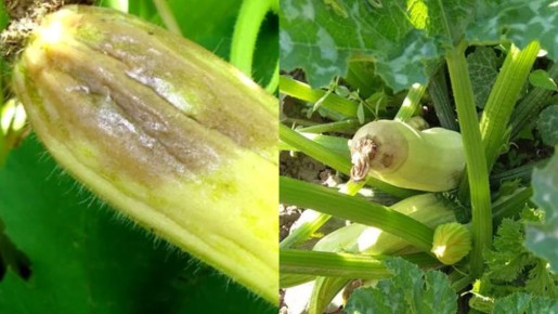 Как одна простая подкормка спасла урожай кабачков от гнили