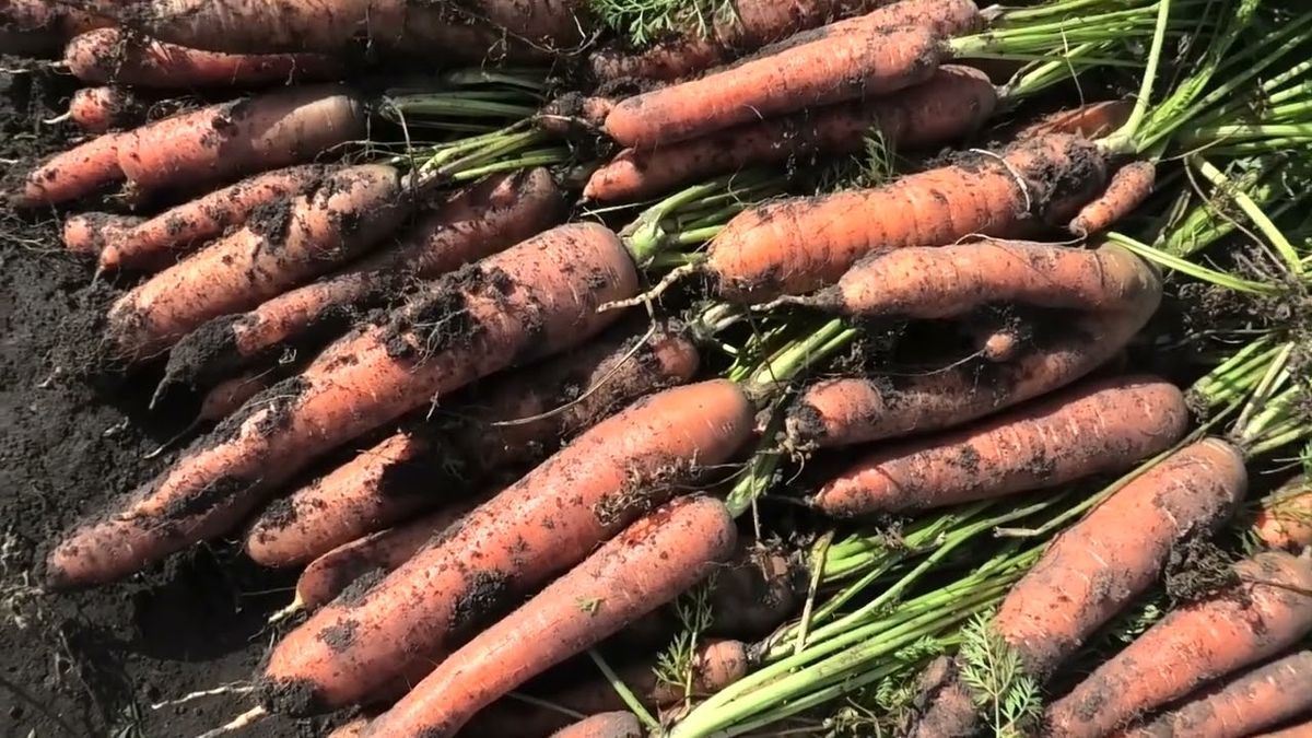 ��� �������� ������ �������: ������� ��������� ����������