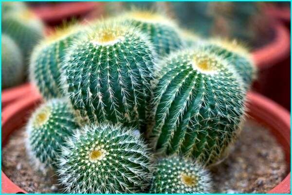 ����������� � ������������ ��� ��������: �� �������� �� ����������