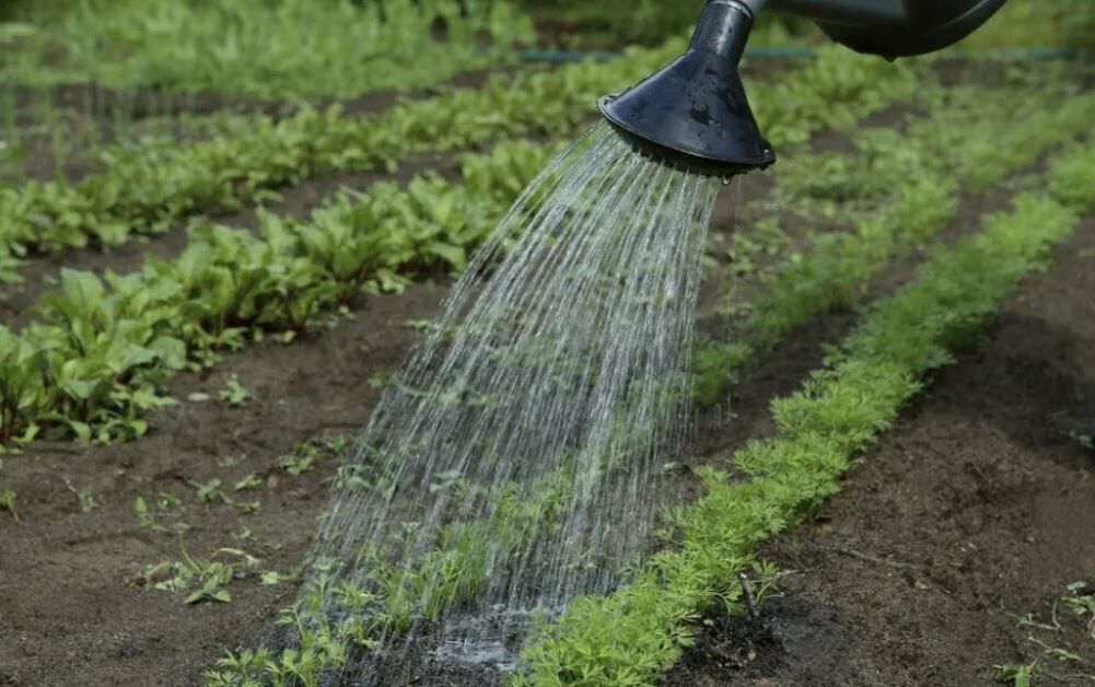 ��� ��������� �������� ������ � ����: ������� ��������� ������