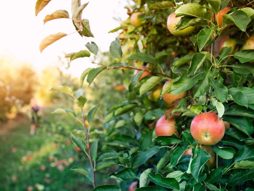 ��� �������� ���������� �� �������� � �������: ������� ��������� ����