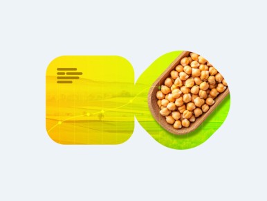 Нут: путь к высокому урожаю и популярности в России