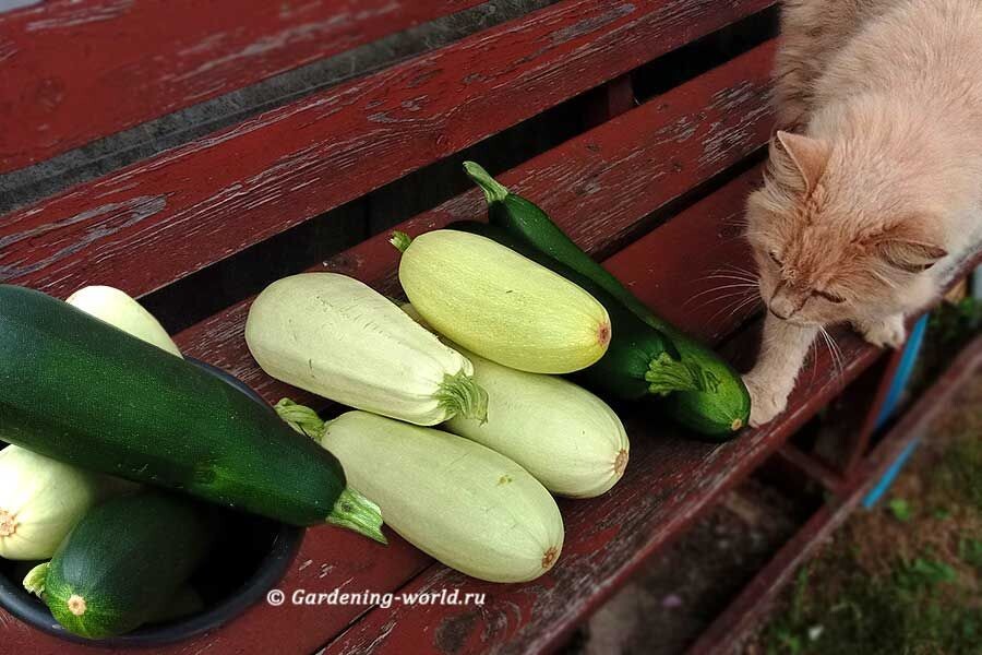 Как вырастить идеальные кабачки: советы для августовского урожая