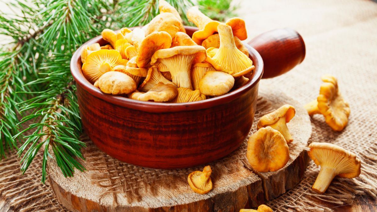 Маринованные лисички: восхитительный рецепт на зиму для всей семьи