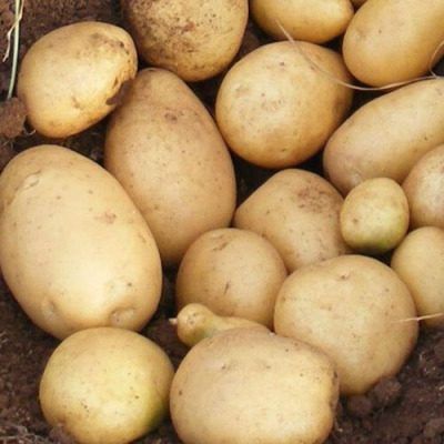 Картофель Армада: успешный сорт для огородников России с уникальными характеристиками