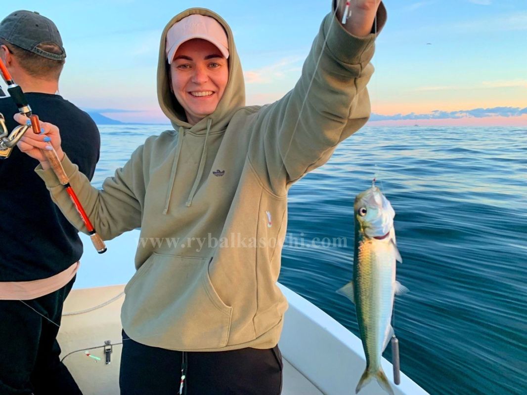 �����������-�������� ������ (Alosa maeotica Grimm, 1901)