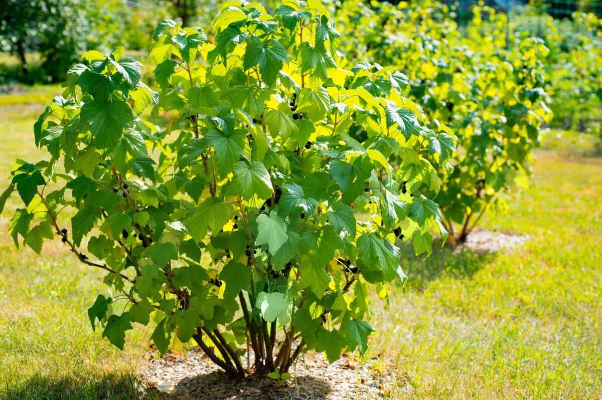Омоложение кустов смородины: секреты успешного обновления и богатого урожая