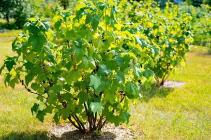 Омоложение кустов смородины: секреты успешного обновления и богатого урожая