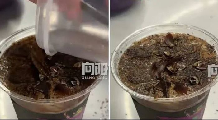Кофе с тараканами: новый тренд в Китае удивляет гурманов