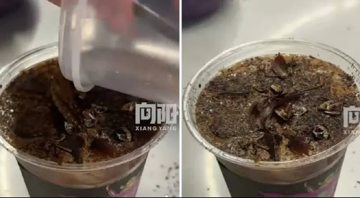 Кофе с тараканами: новый тренд в Китае удивляет гурманов