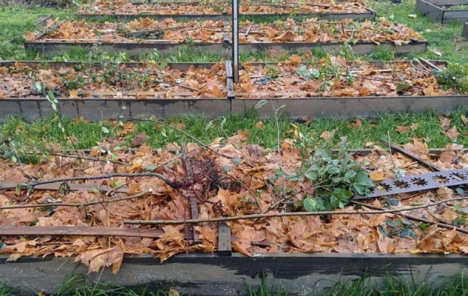 Укрытие растений на зиму: как сохранить грядки в идеальном состоянии