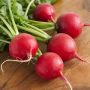 Весна и редиска: Как хруст корнеплода наполняет жизнь свежестью