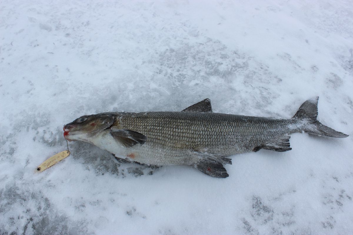 ������ �� ���������� ��������� ���� ��� ������� ��������