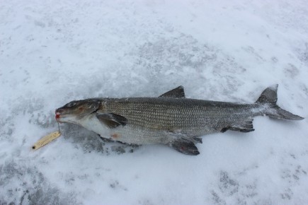Советы по правильной заморозке рыбы для долгого хранения