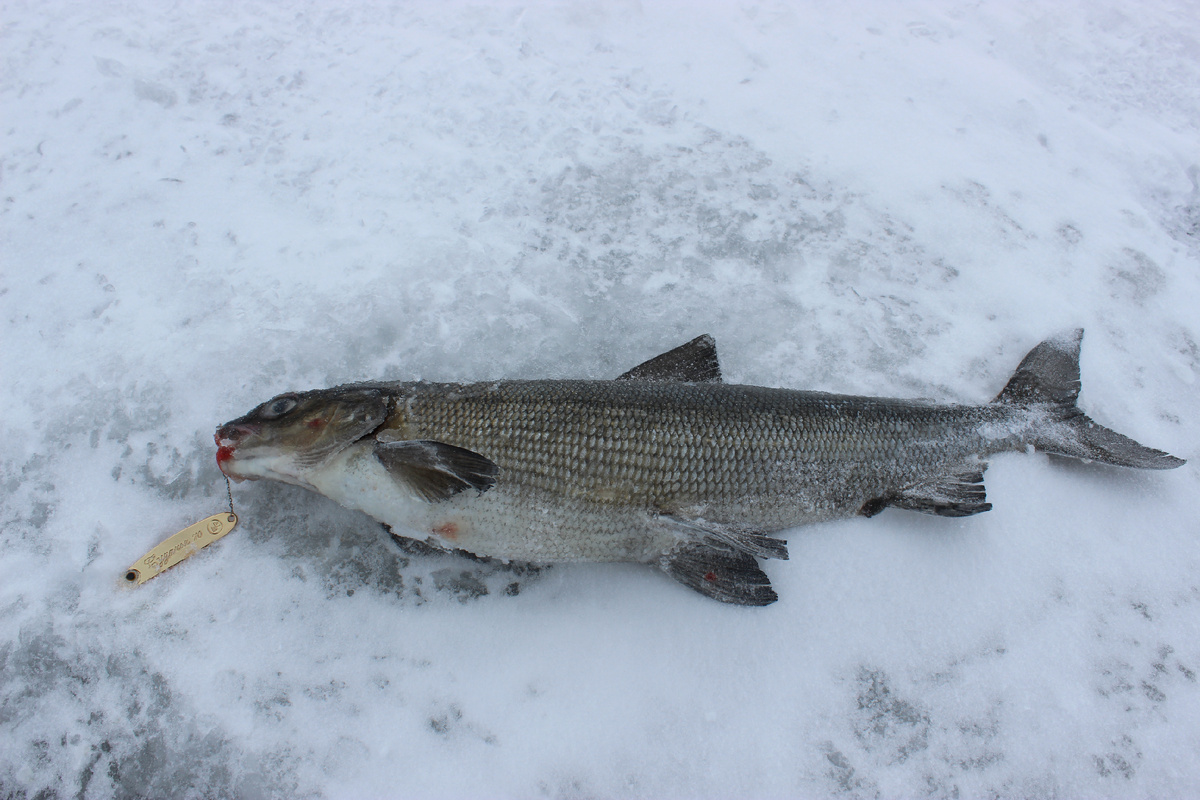 Советы по правильной заморозке рыбы для долгого хранения
