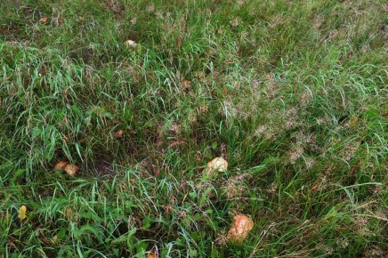 Грибной улов в Красногорске: мир лесных пастбищ открывается снова