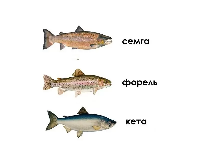 Секреты идеальной соленой рыбы