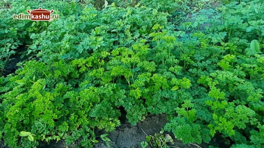 ��� ��������� ��������� �������� �� ����: ������� � ������