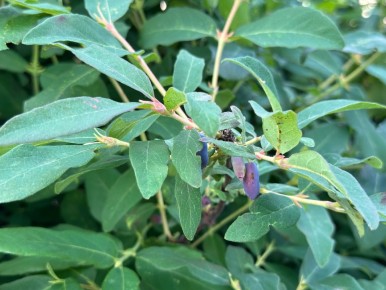 ���������: ������ ������ �����, ������� ������ ��� ������ �������������