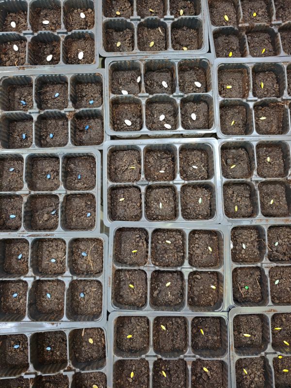 Весенние посевы: огурцы, арбузы и дыни запускают новый gardening сезон